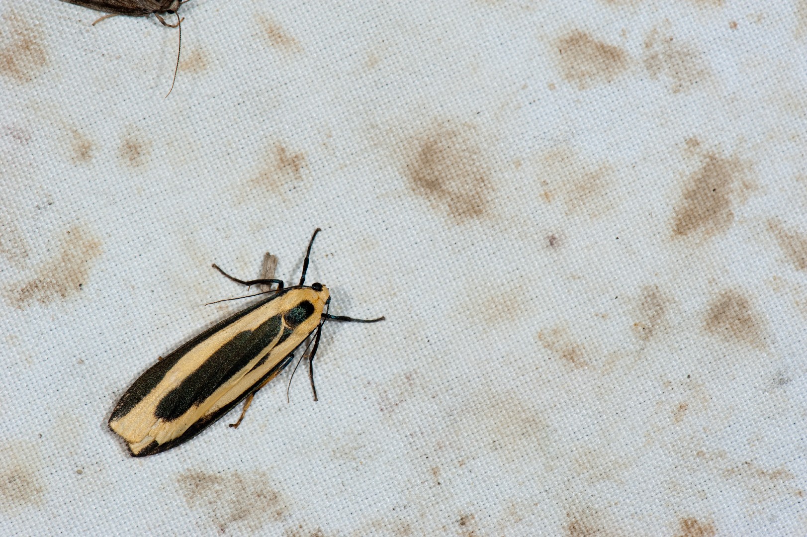 Chrysorabdia (Chrysorabdia)