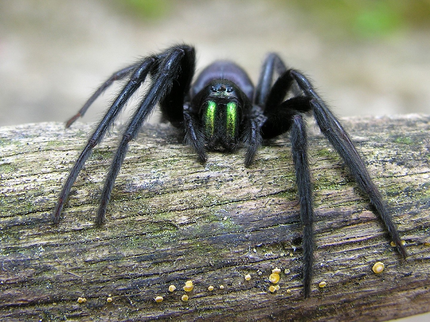 Погребной паук (Segestria florentina) - Picture Insect