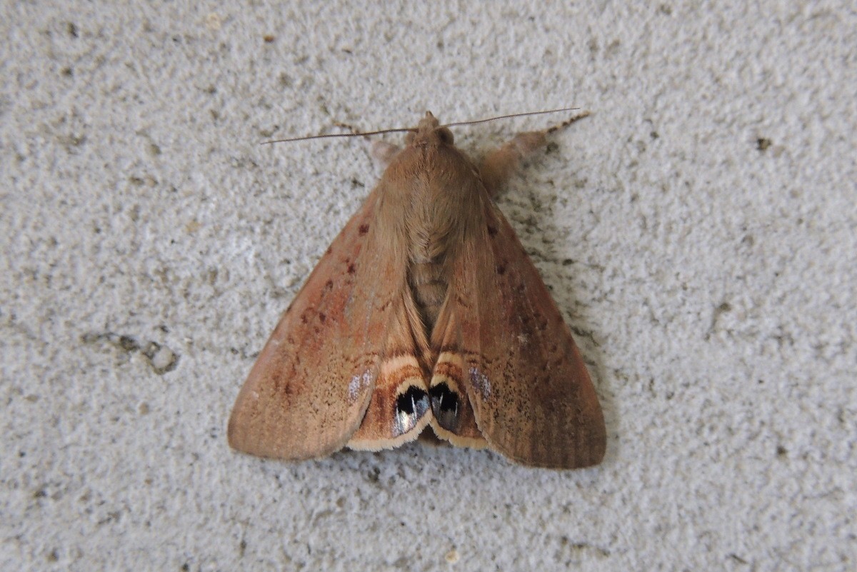 Litoprosopus (Litoprosopus)