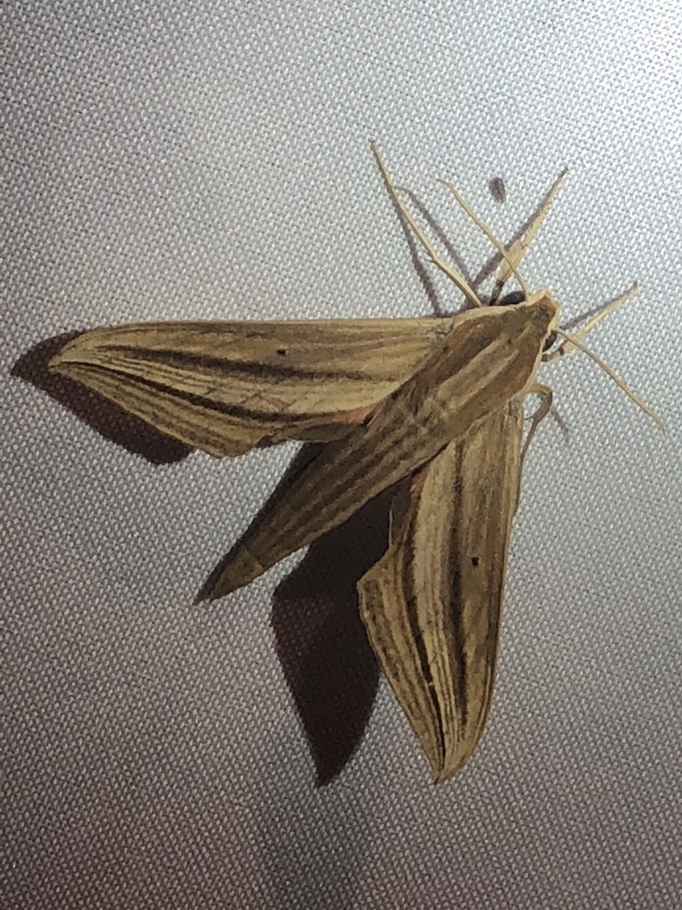 Xylophanes (Xylophanes)