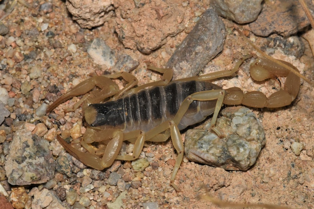 デザートヘアリースコーピオン (Hadrurus arizonensis) - Picture Insect