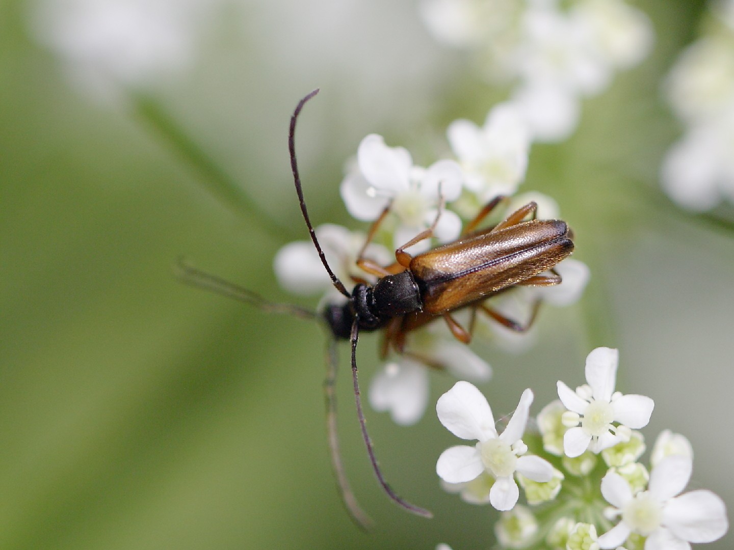 Усач бурый (Alosterna tabacicolor) - Picture Insect