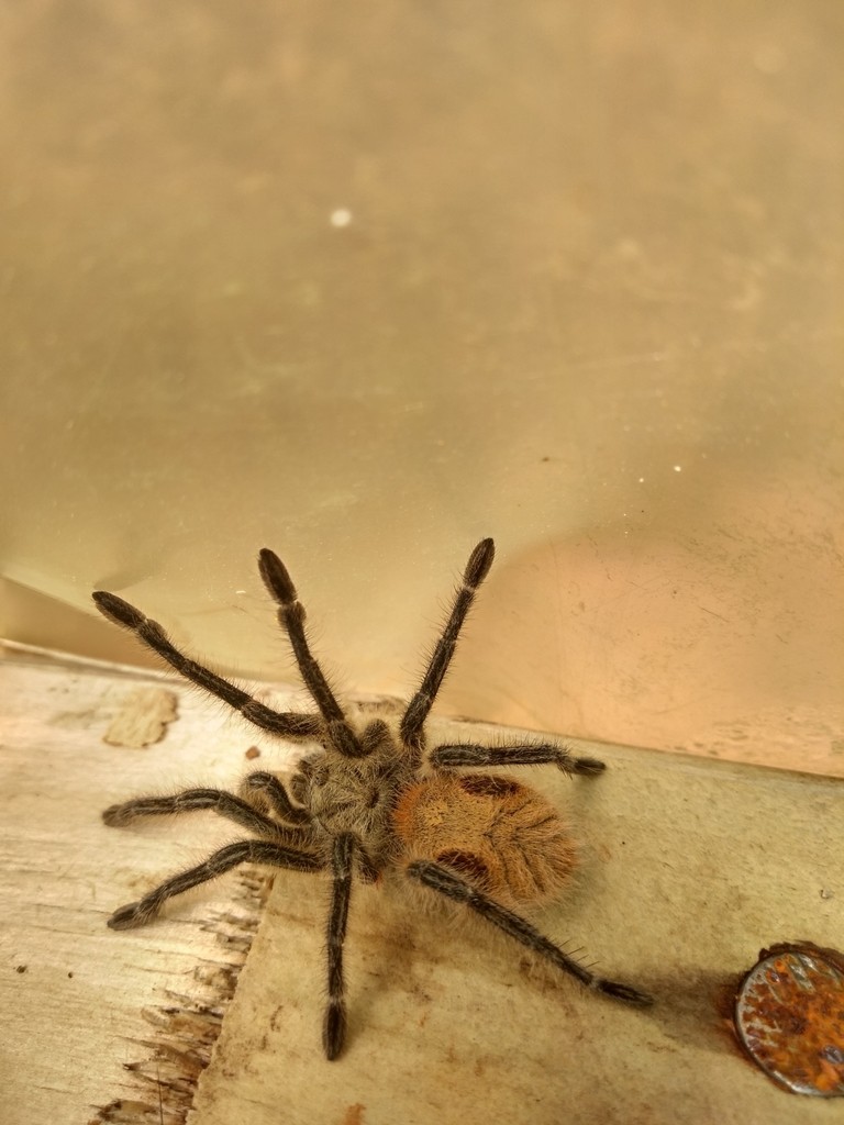 Chilean ocelot tarantula