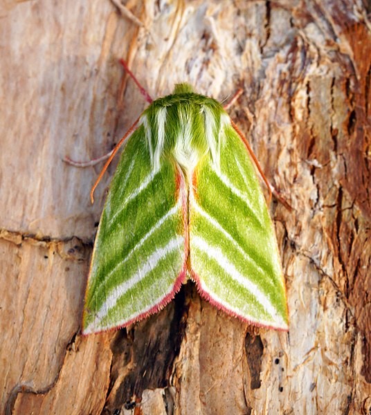 Pseudoips (Pseudoips)