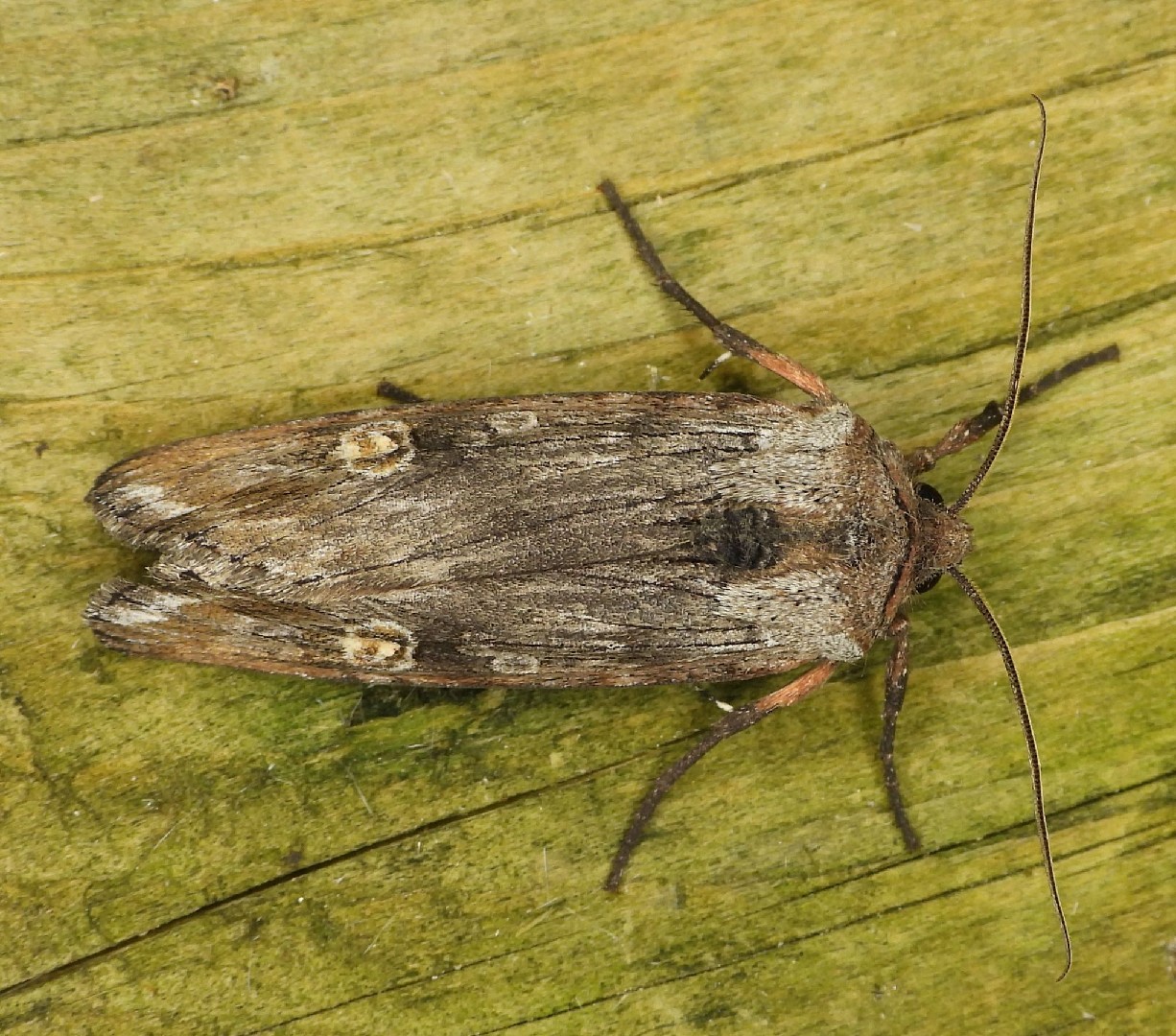 Lithomoia (Lithomoia)