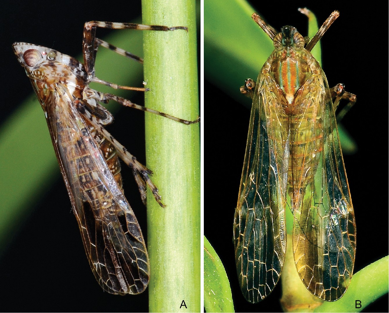 Orthopagus (Orthopagus)