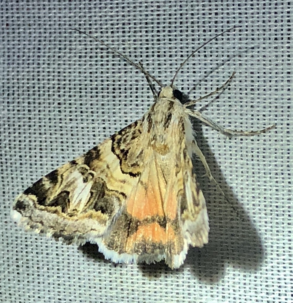 Drasteria mirifica