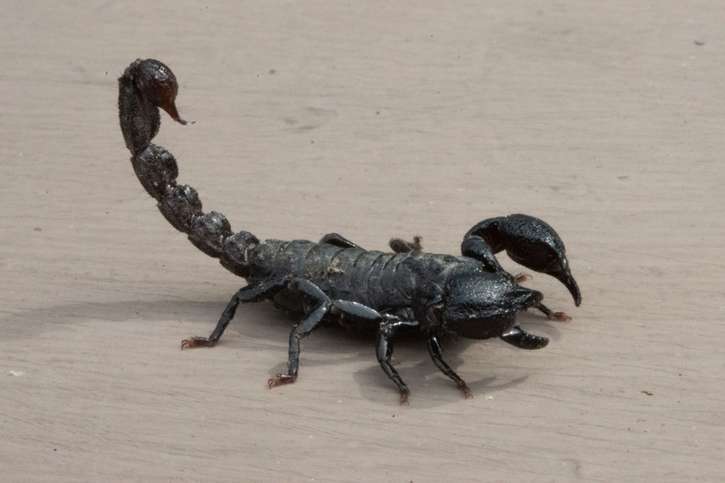 Teuthraustes atramentarius