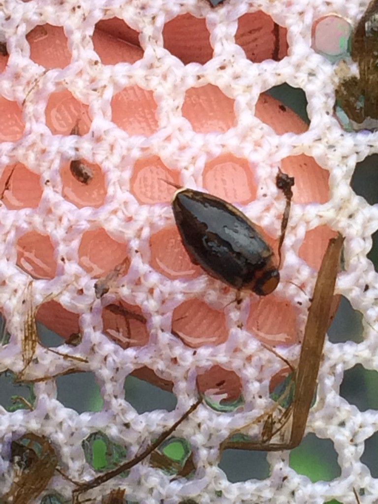 Coptotomus (Coptotomus)