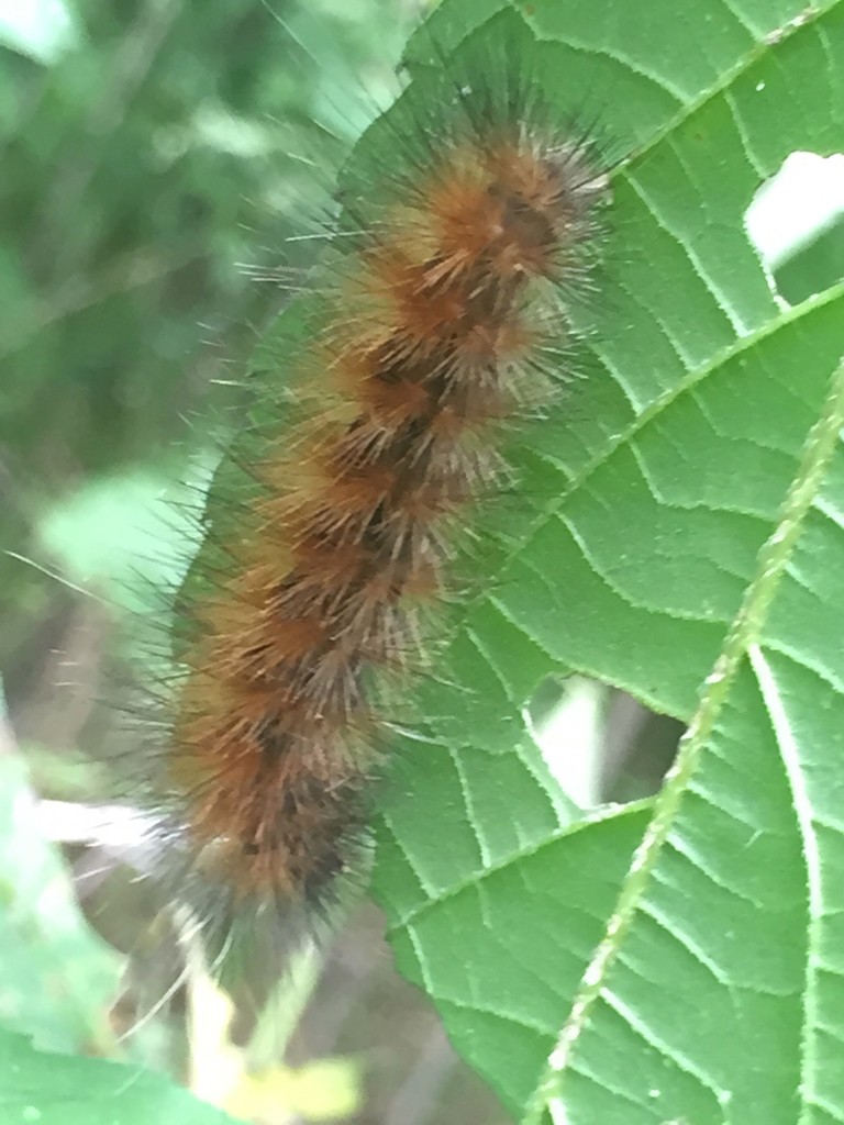 Spilosoma (Spilosoma)