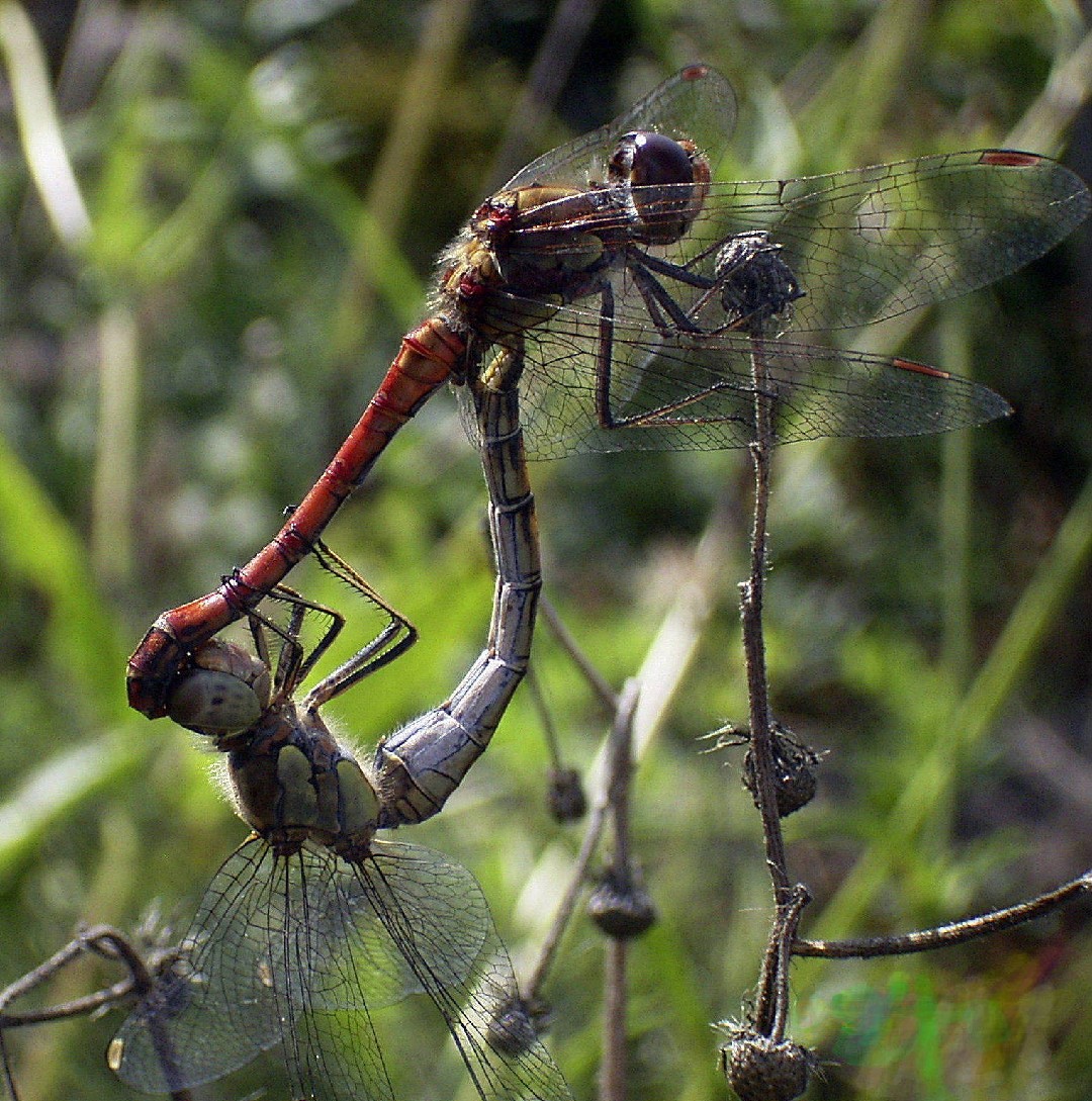 Common darter How to identify it? - Picture Insect