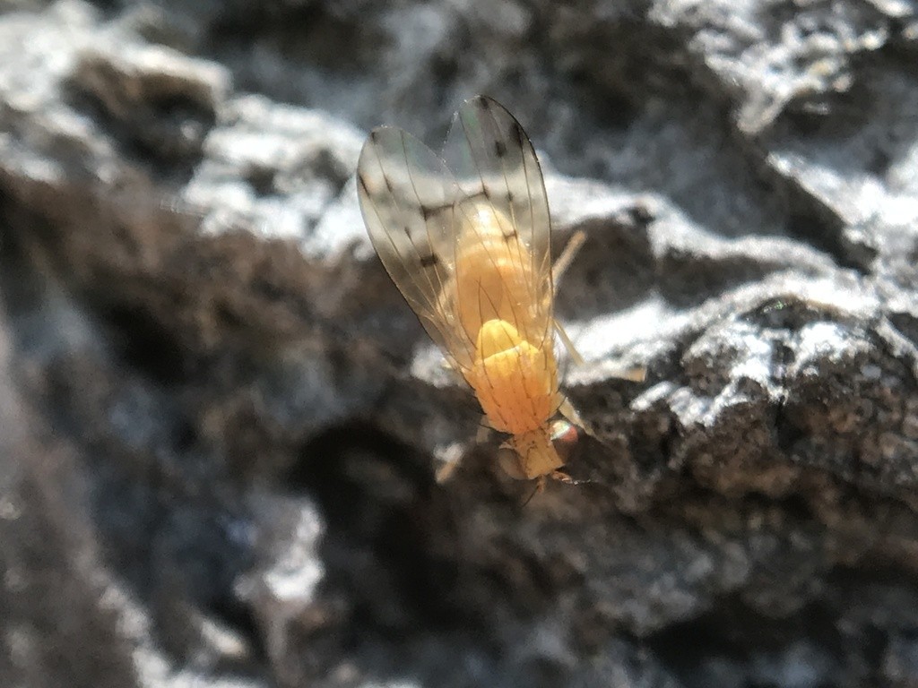 Homoneura (Homoneura)