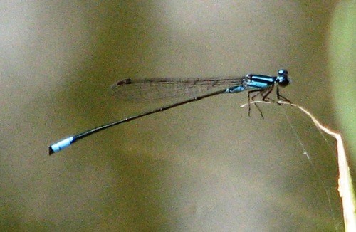Acanthagrion (Acanthagrion)