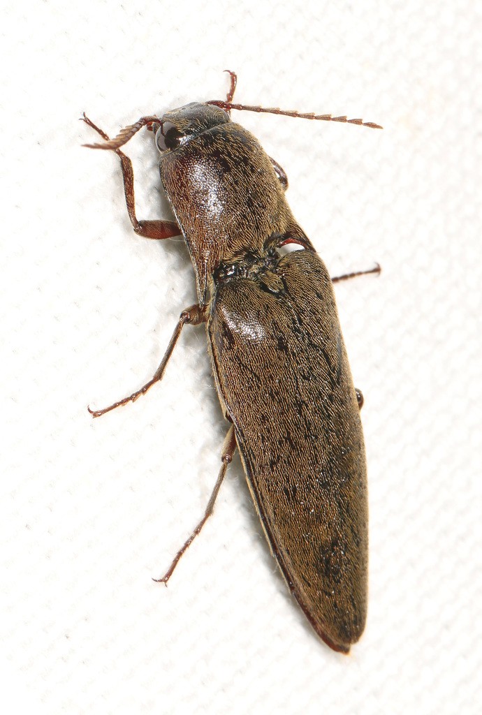 Orthostethus (Orthostethus)