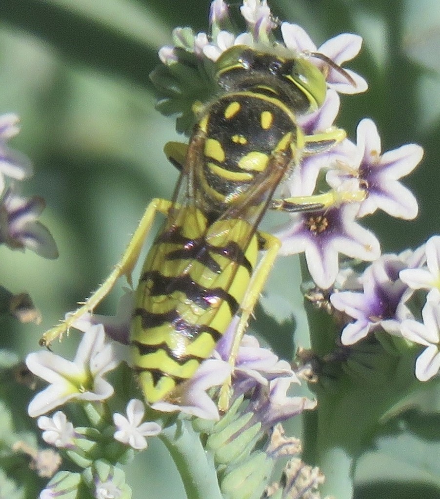 Glenostictia (Glenostictia)