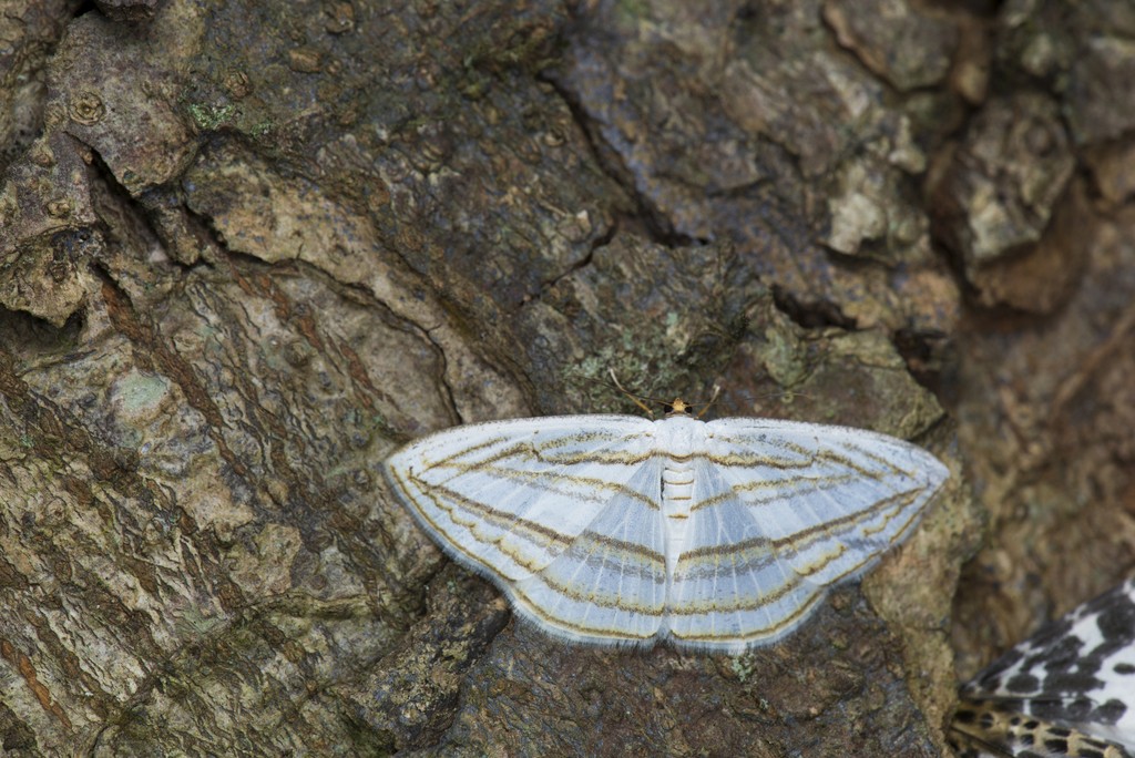 Orthocabera (Orthocabera)