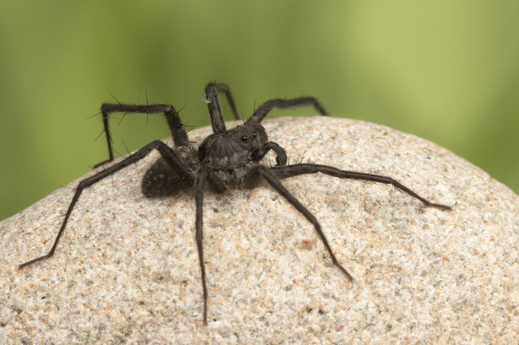 Arañas lobo de patas delgadas (Pardosa)