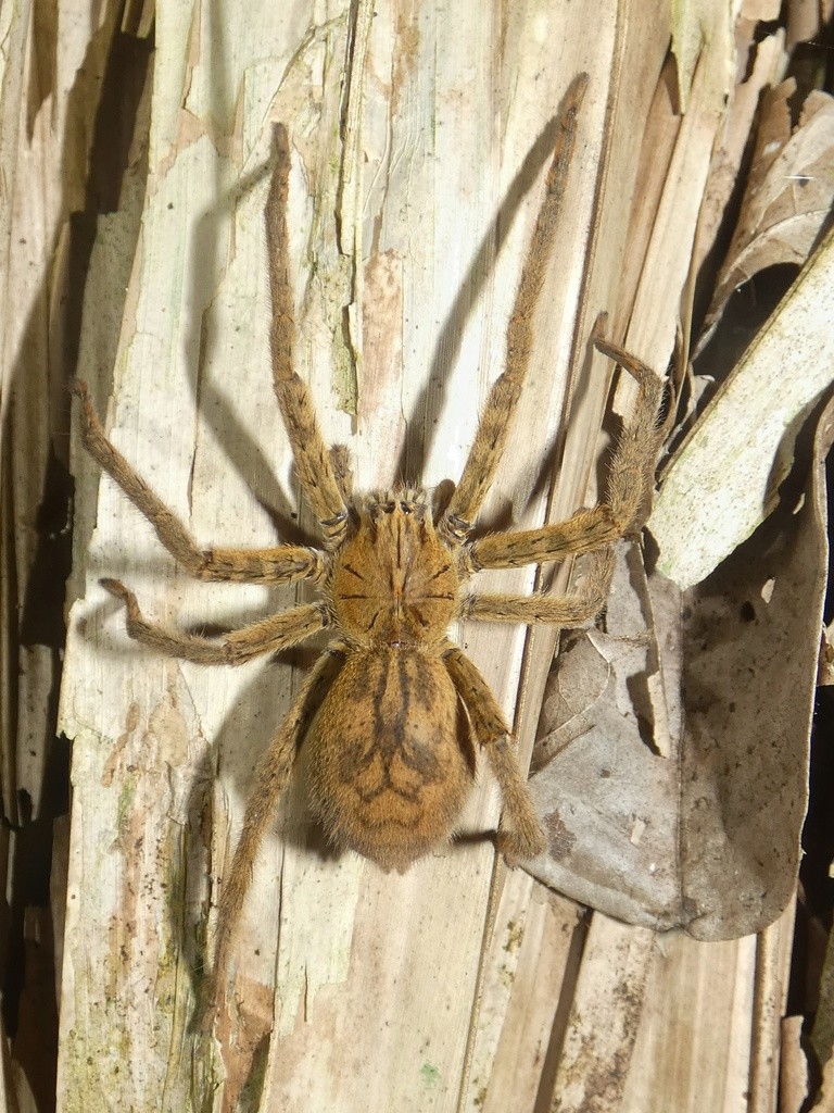 Phoneutria boliviensis (Phoneutria boliviensis) - Picture Insect