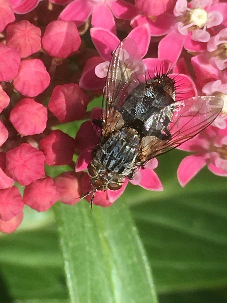 Linnaemya (Linnaemya)