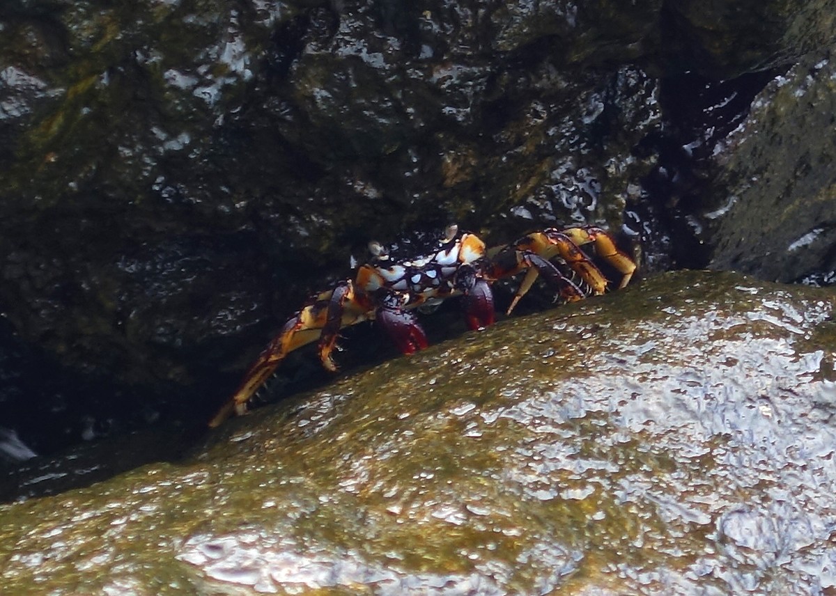 Natal lightfoot crab