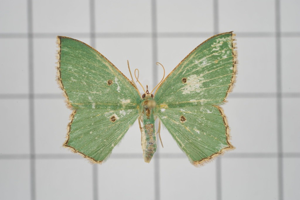 Cyclothea (Cyclothea)