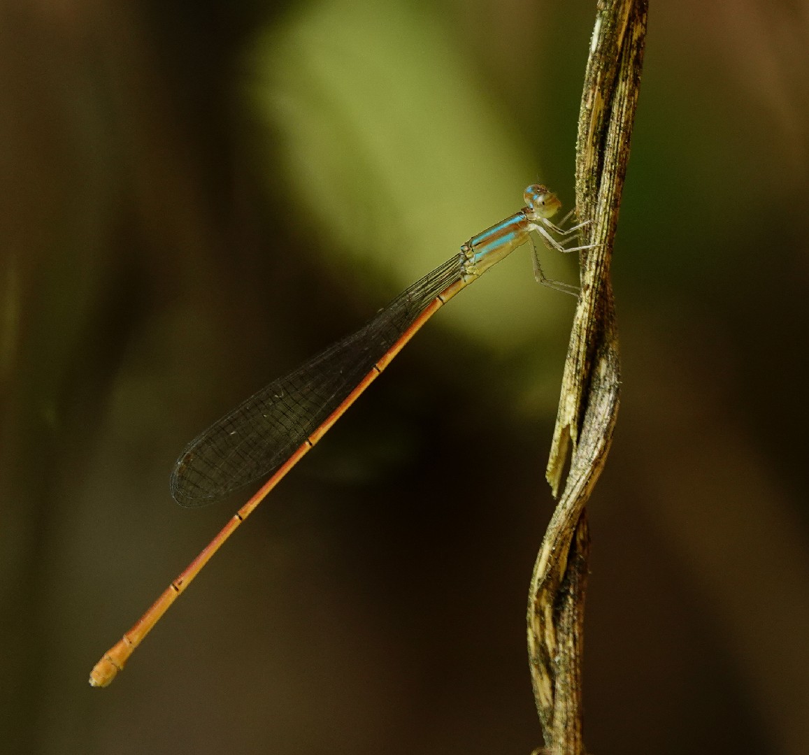 Aciagrion (Aciagrion)