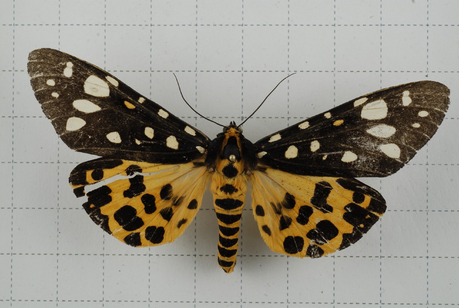 Aglaomorpha (Aglaomorpha)