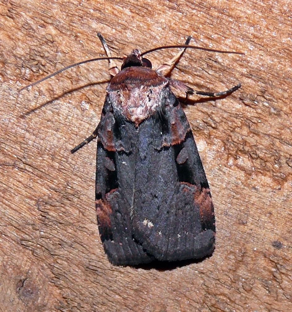 Pseudohermonassa (Pseudohermonassa)