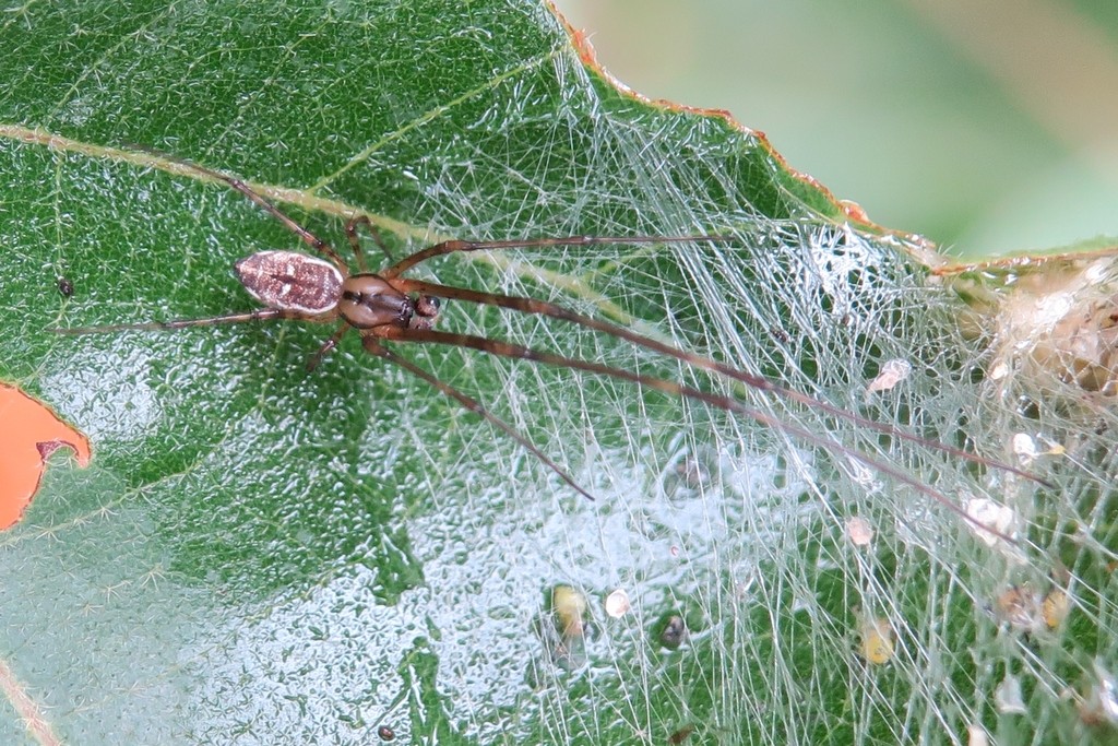 Tylorida (Tylorida)