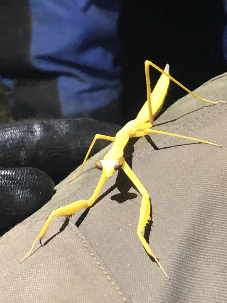 Phasmomantis (Phasmomantis)