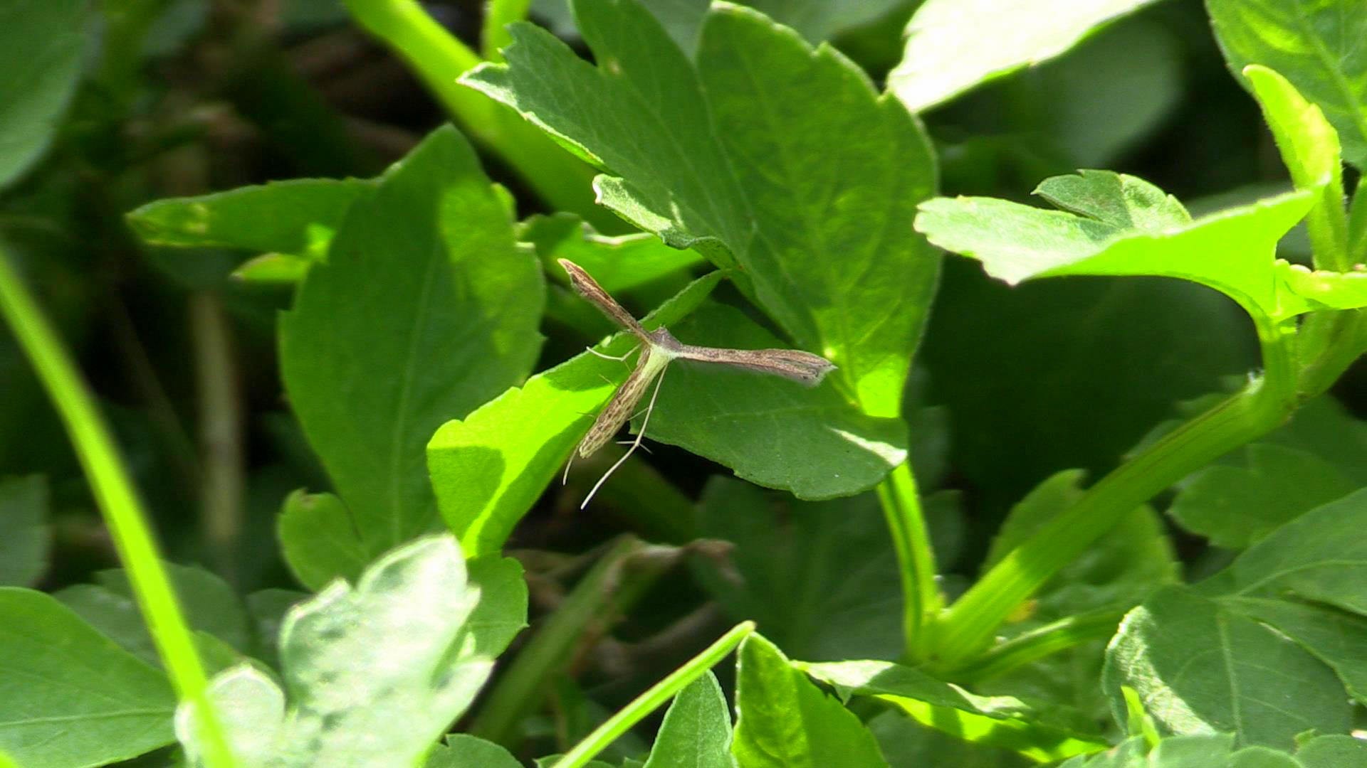 Stenoptilodes (Stenoptilodes)