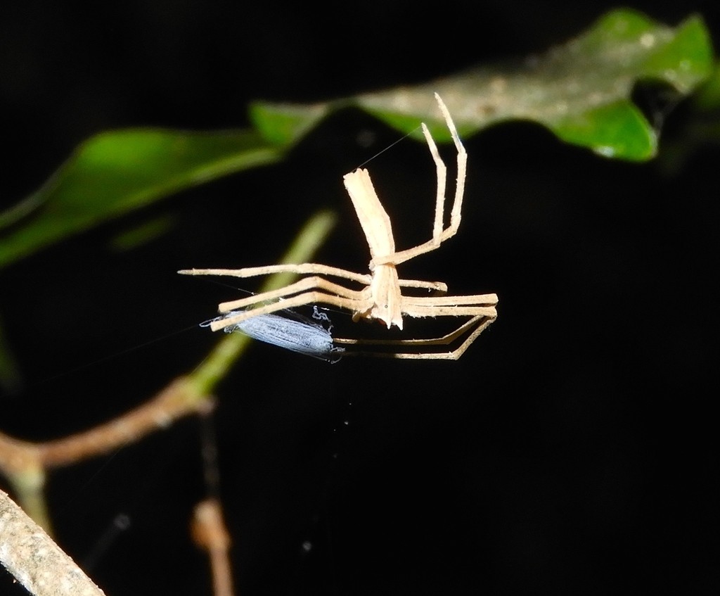 Aranha-tarrafeira (Deinopis)