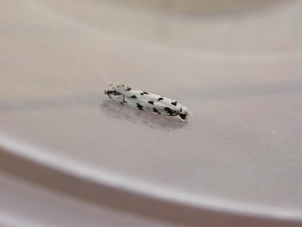 Erechthias (Erechthias)