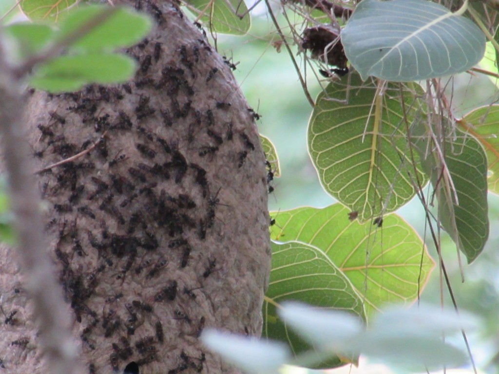 Long-waisted honey wasps (Polybia)