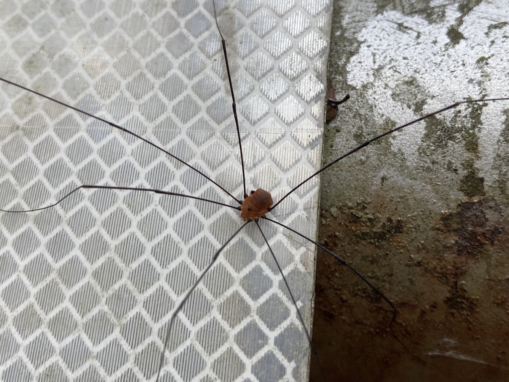 고양이와 뱀 싸움 | TikTok, image size:1024x768