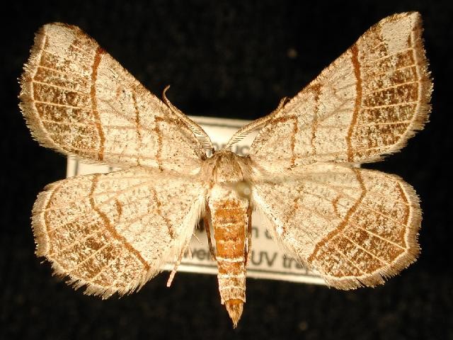 Eumacaria (Eumacaria)