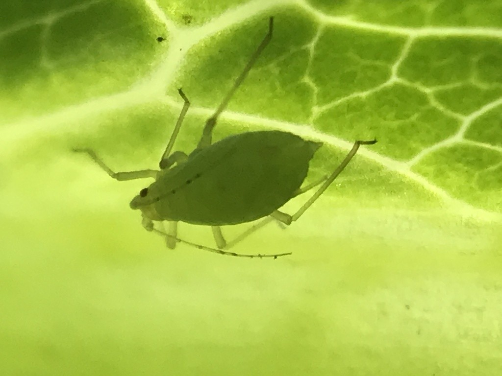 Myzus (Myzus) - Picture Insect