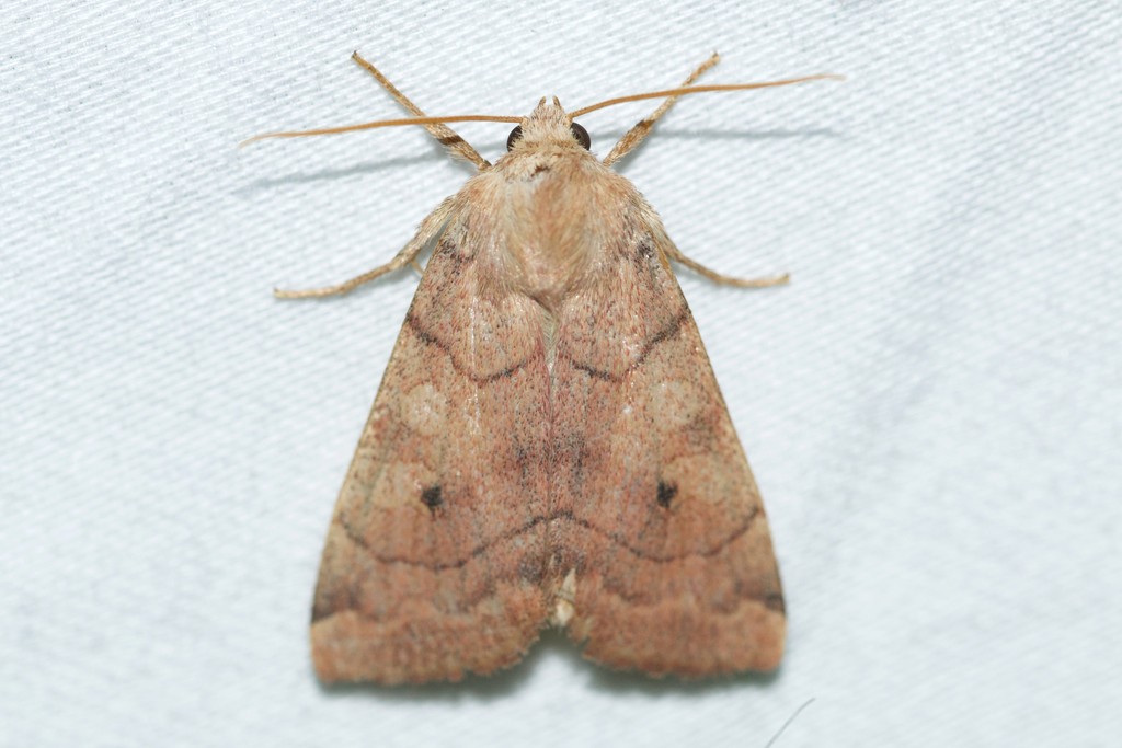 Enargia infumata (Enargia infumata) Picture Insect