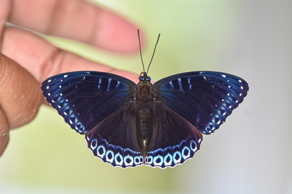 Stibochiona (Stibochiona)