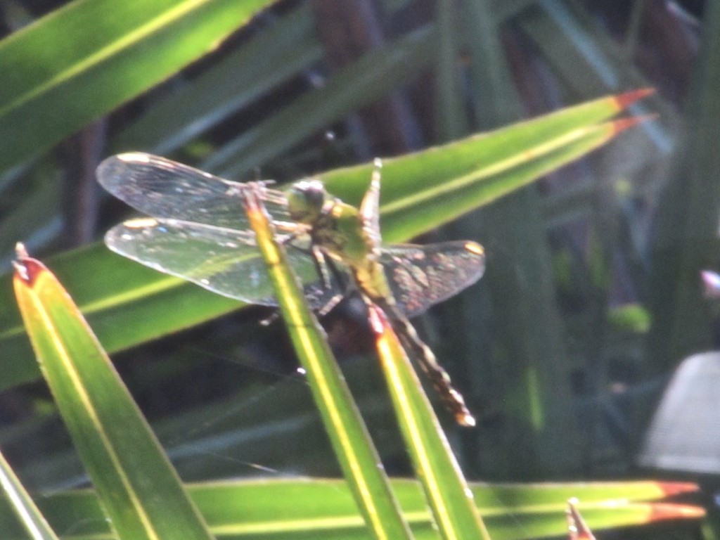 Erythemis (Erythemis)