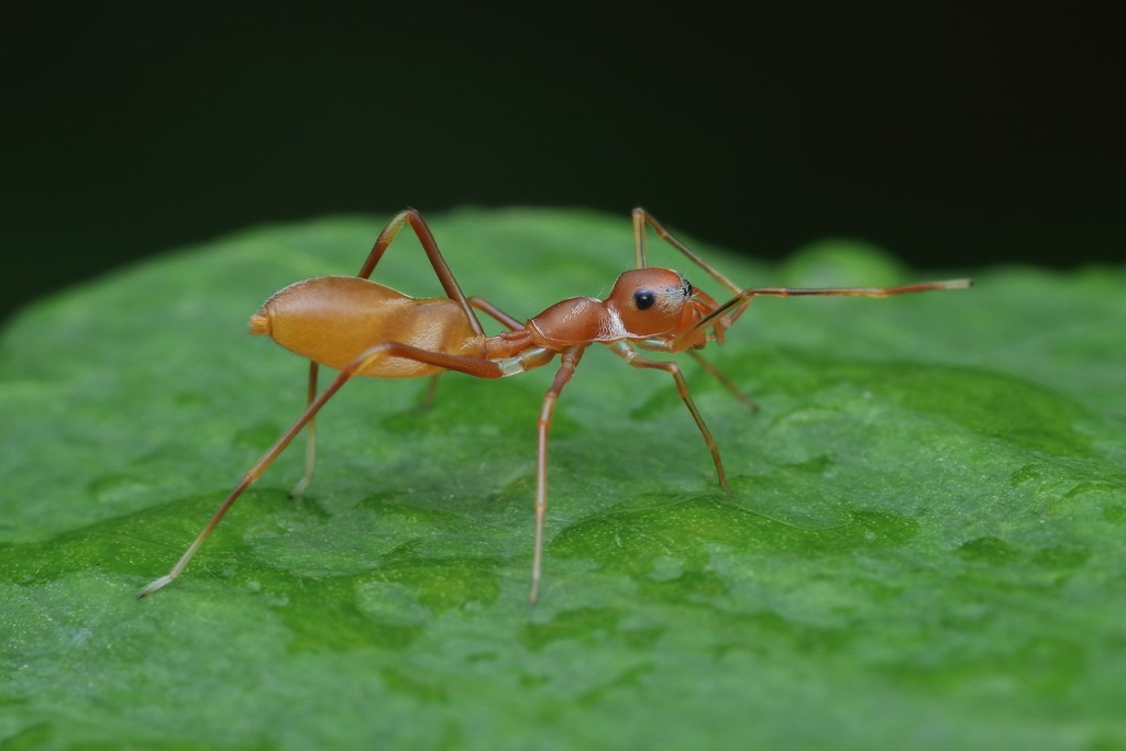 Kerengga Ant Like Jumper Myrmaplata Plataleoides Picture Insect 