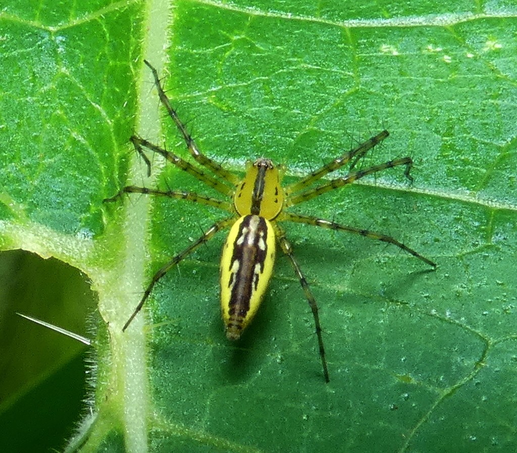 Peucetia rubrolineata