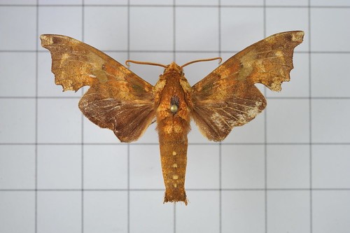 Smerinthulus (Smerinthulus)