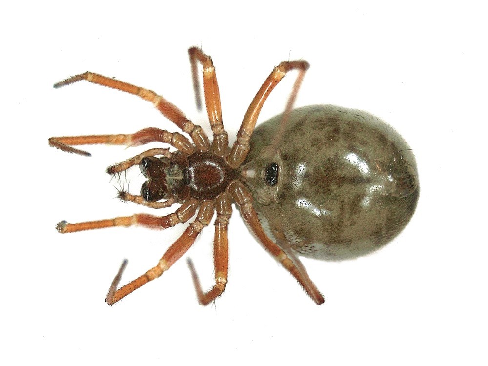 Gongylidium (Gongylidium)