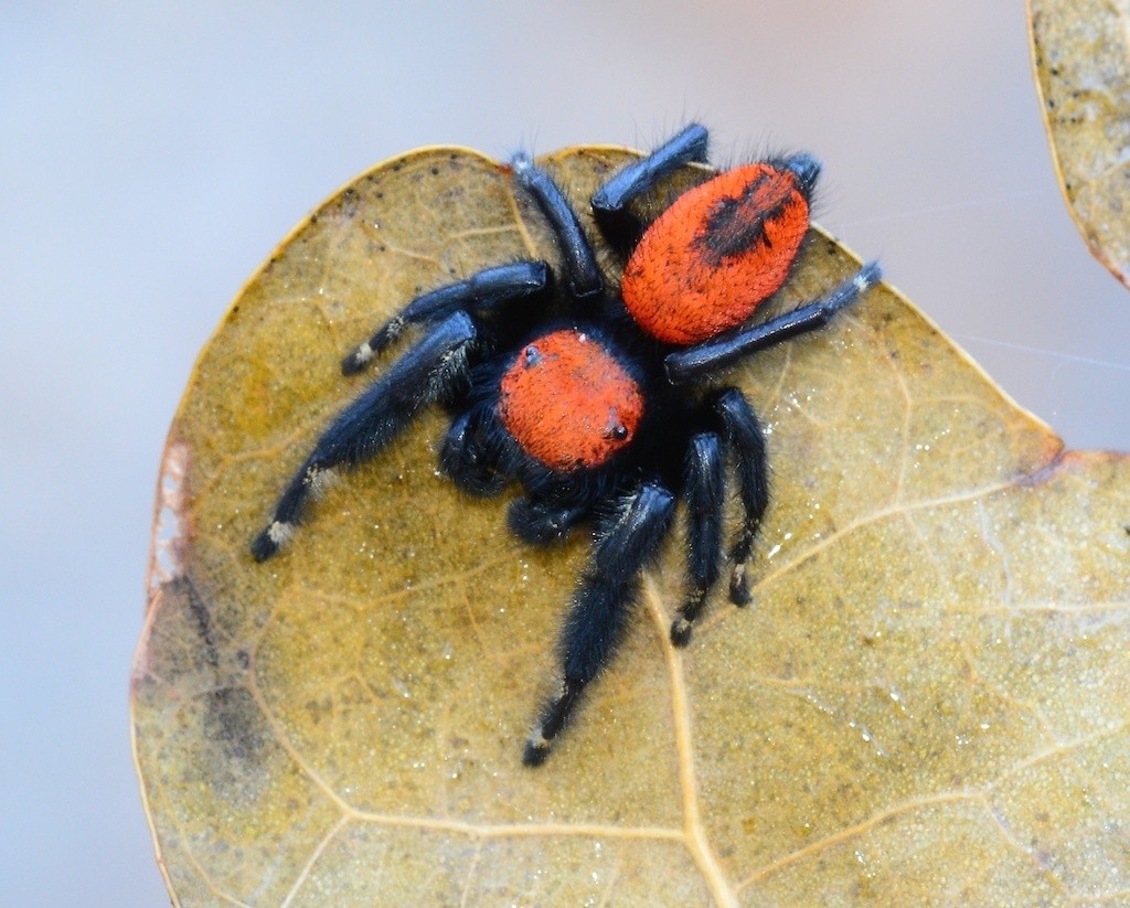 Phidippus (Phidippus)