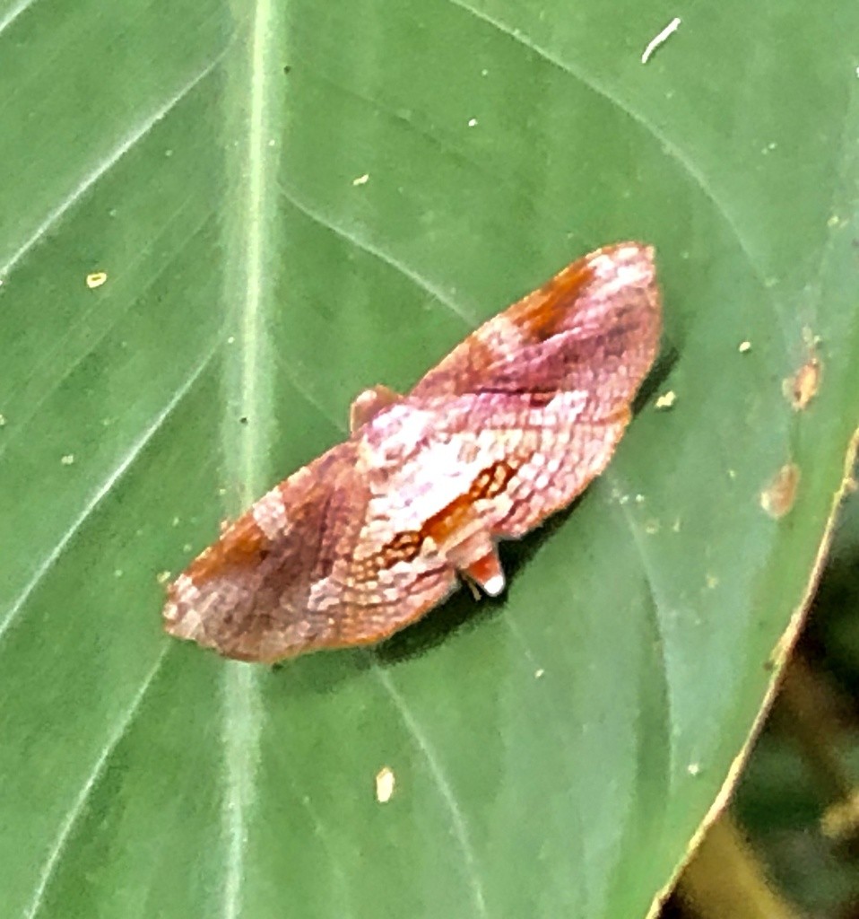 Picture-winged leaf moths (Thyrididae)