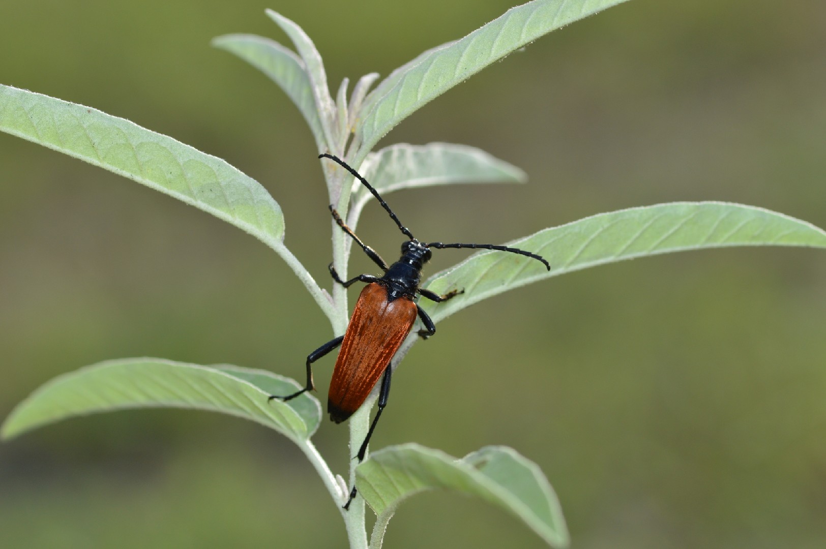 Stenelytrana (Stenelytrana)