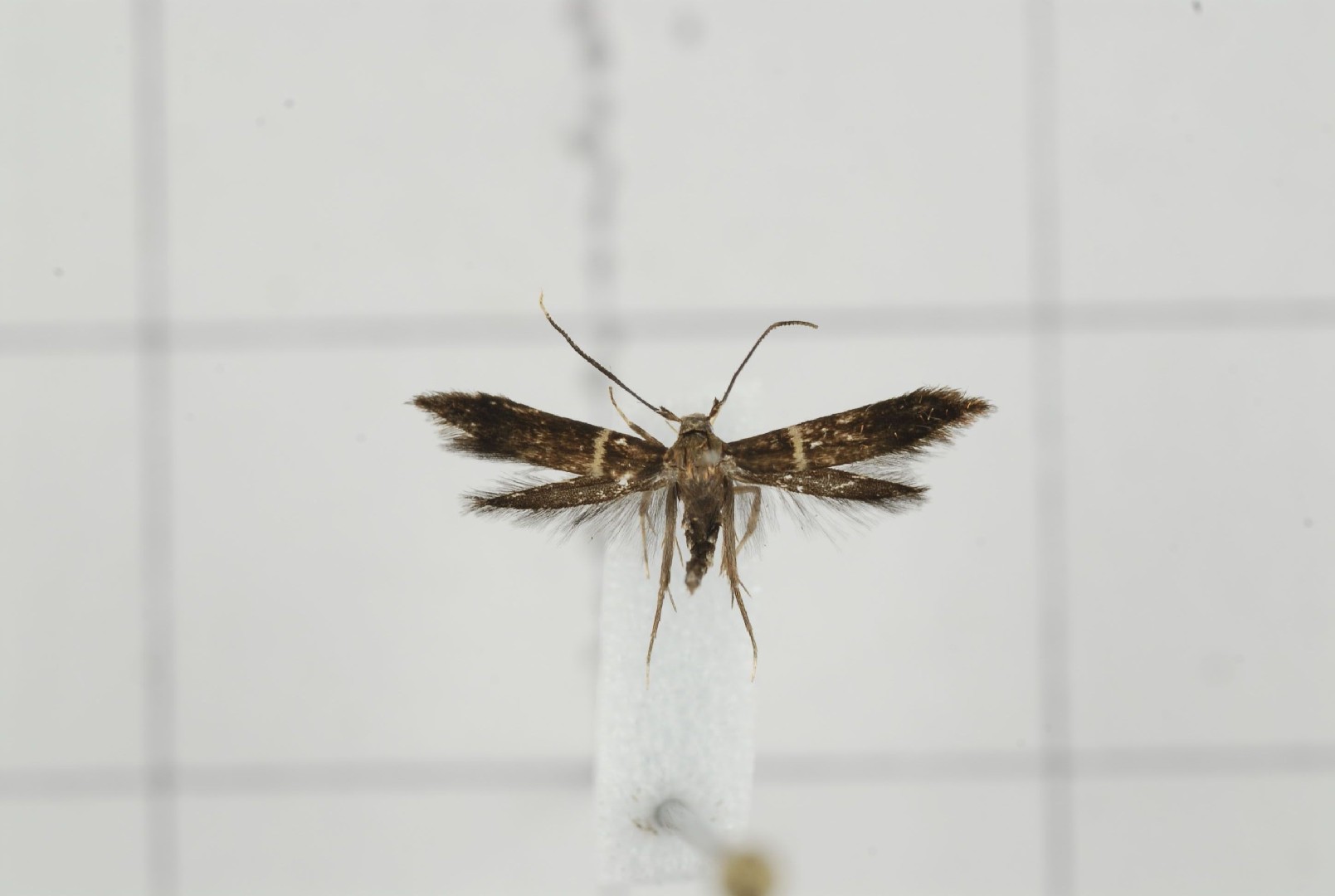 Passalotis (Passalotis)