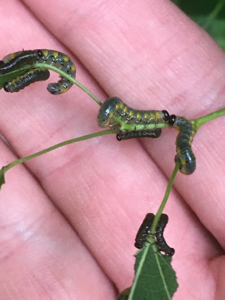 Willow sawflies (Nematus)