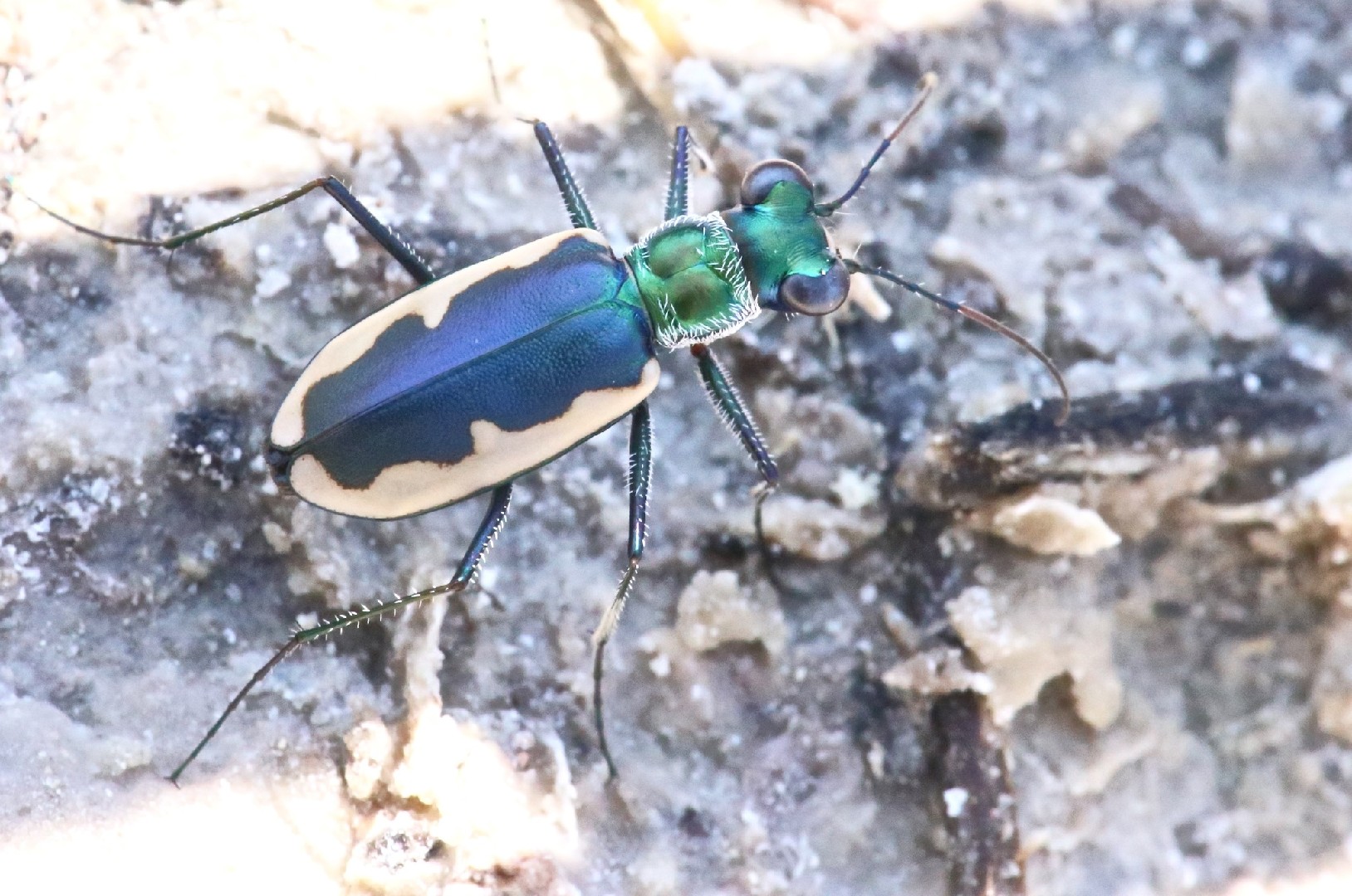 Habroscelimorpha (Habroscelimorpha)